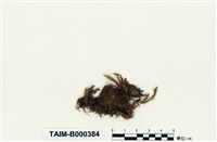 藏品(平苔科)的圖片